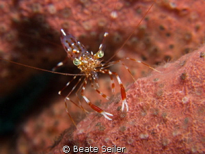Shrimp in a sponge by Beate Seiler 